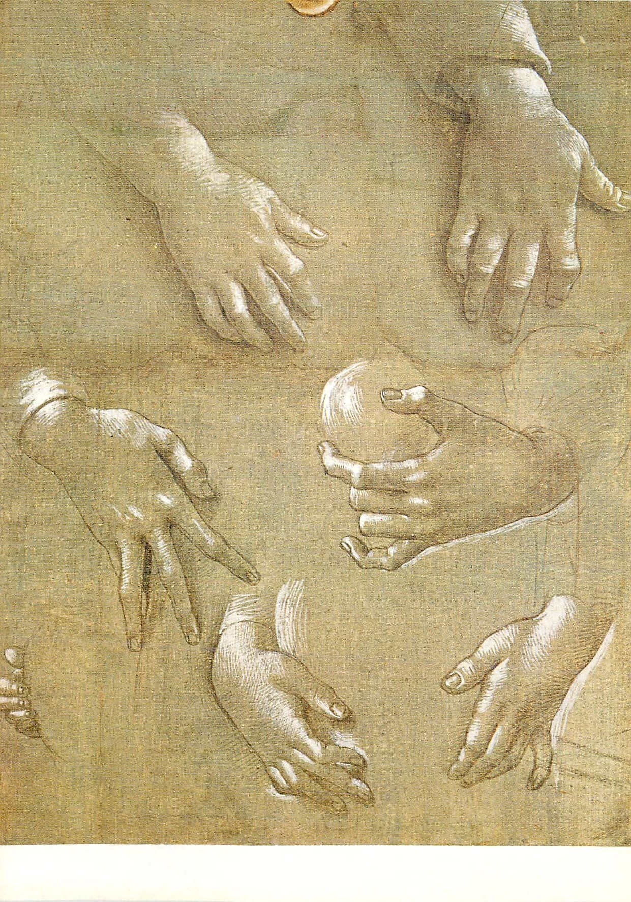 CPM Raffaelino del Garbo (Vers 1466 apres 1526) Etudes de mains pointe d'argent rehauts de blanc sur papier prepare gris