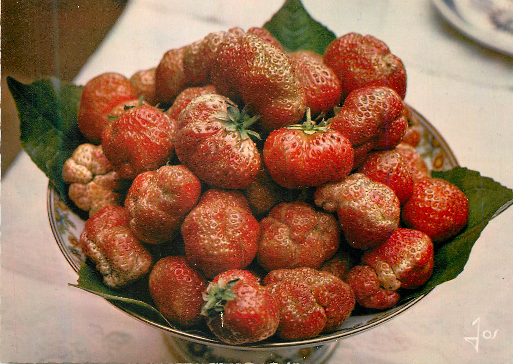 CPM Les Belles Fraises de Plougastel Daoulas La Bretagne en Couleurs