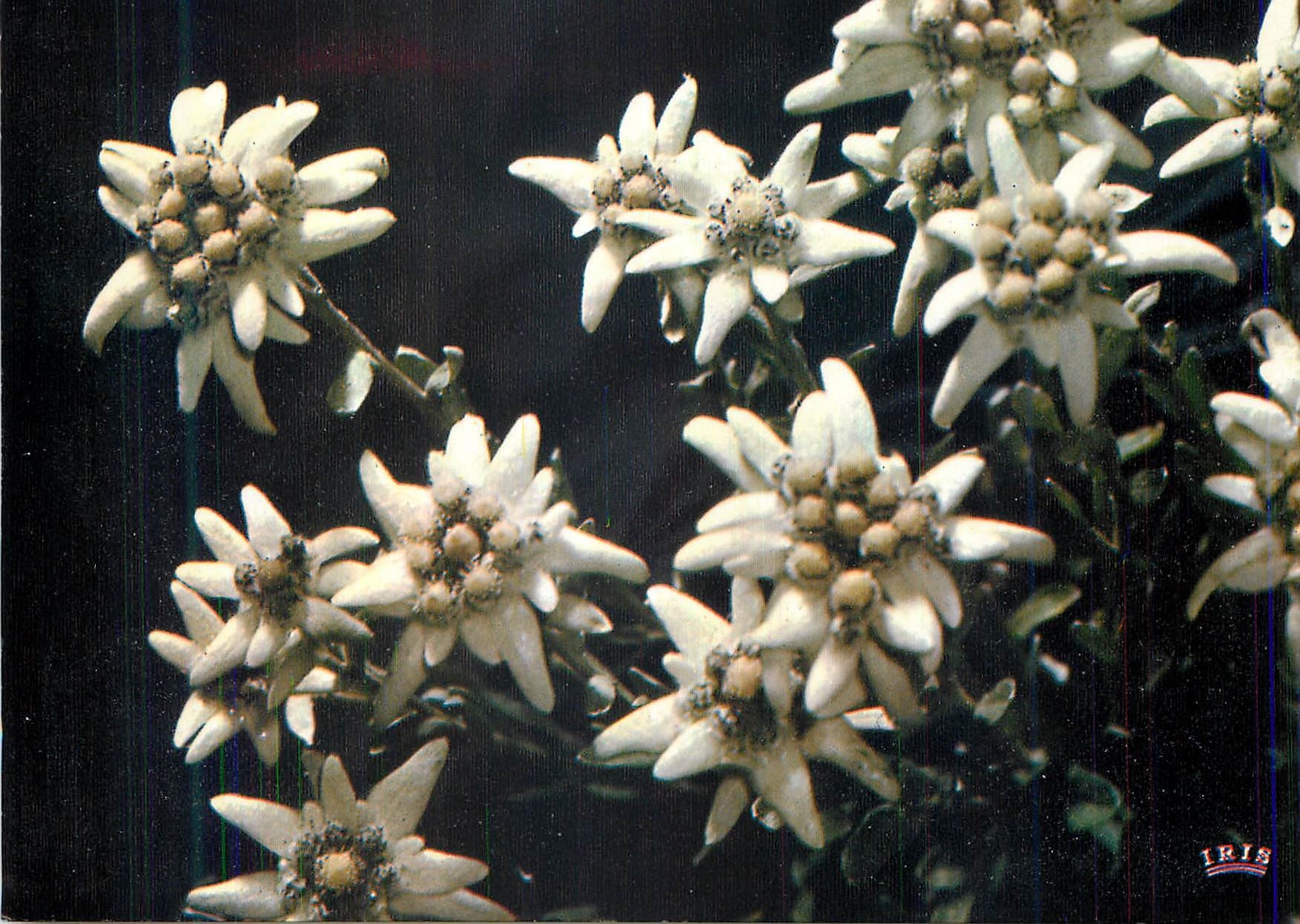 CPM Images de France L'Edelweiss Immortelle des Neiges