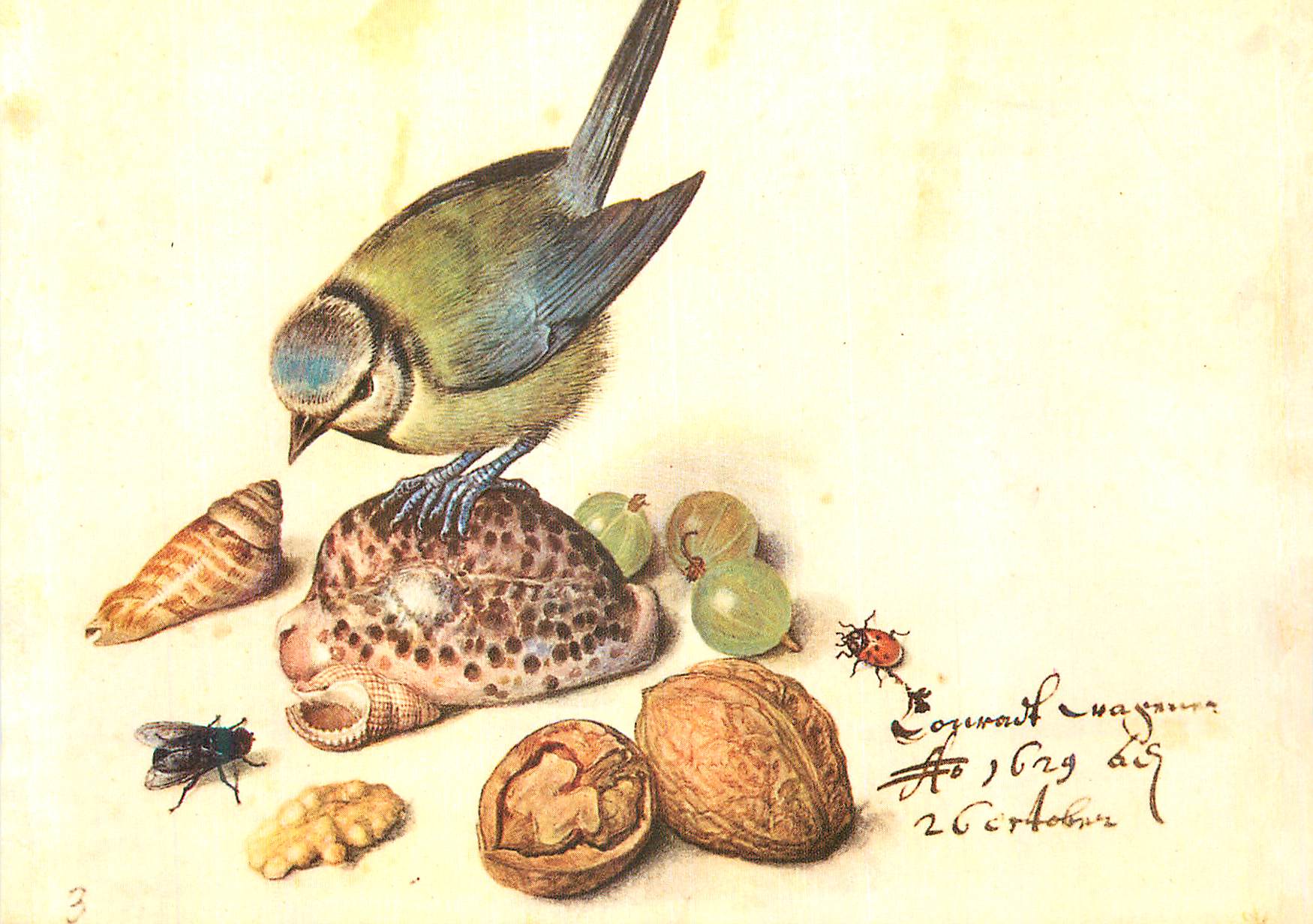 CPM Georg Flegel 1563 1638 Nature Morte a la Mesange Bleue