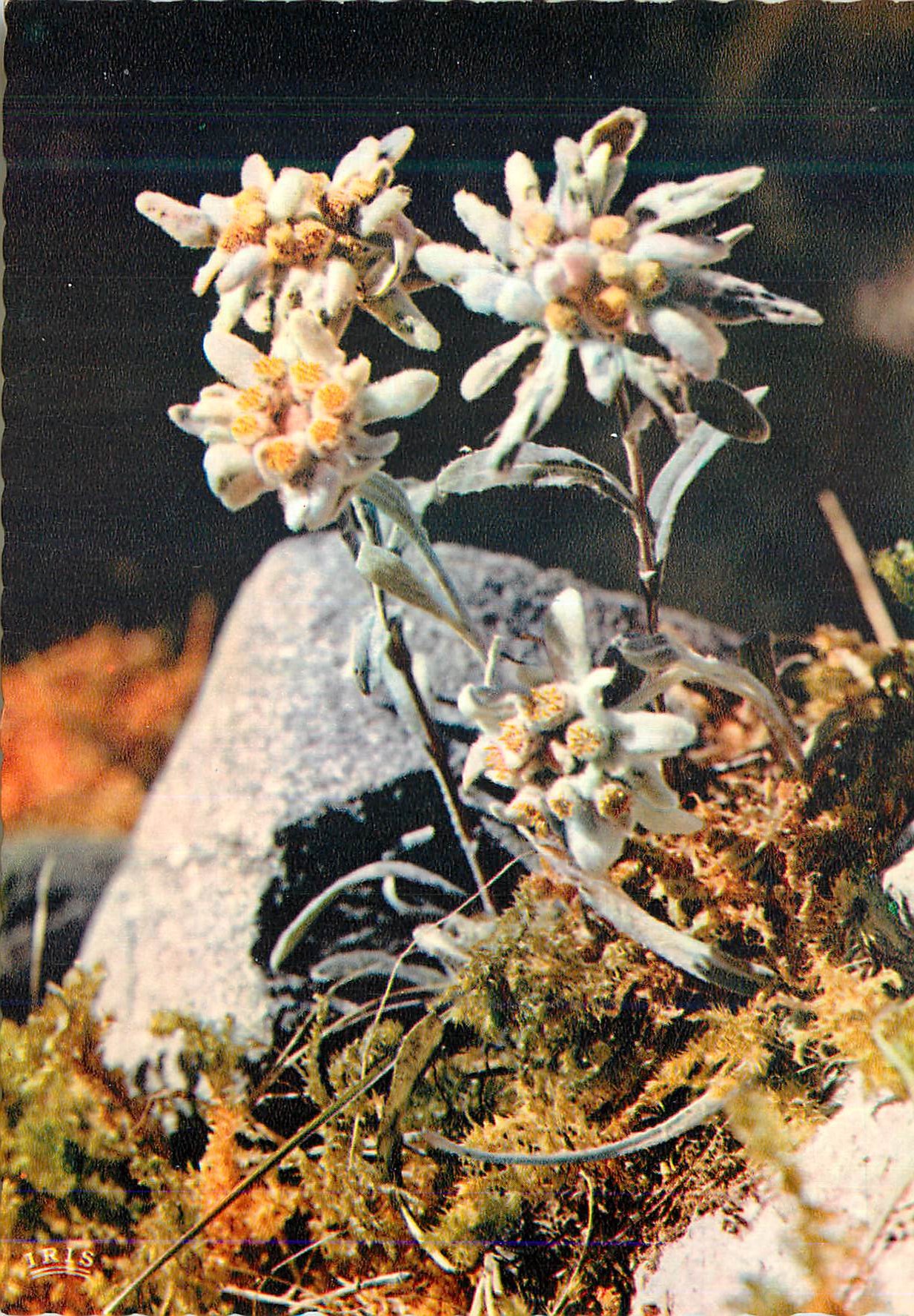 CPM Edelweiss Leontopodium Alpine Flore de Montagne 