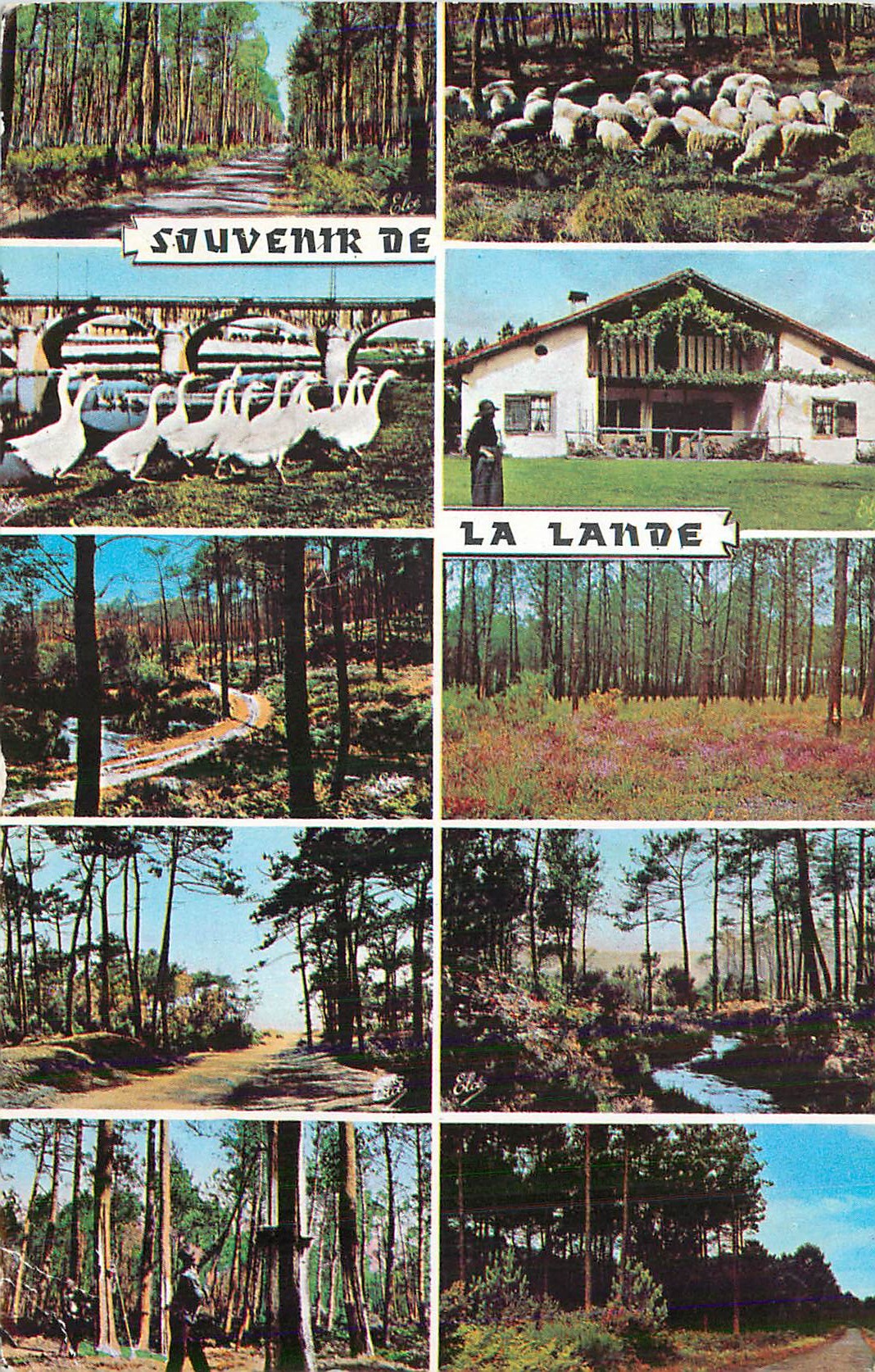 CPM Souvenir de la Lande