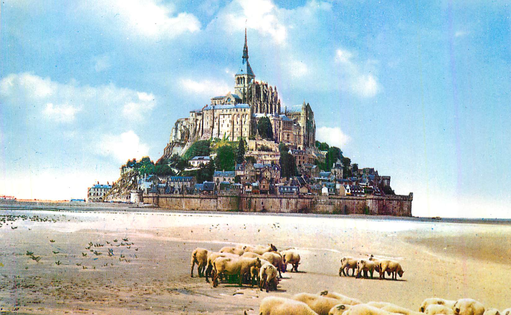 CPM Le Mont Saint Michel (Manche) Moutons dans la Baie