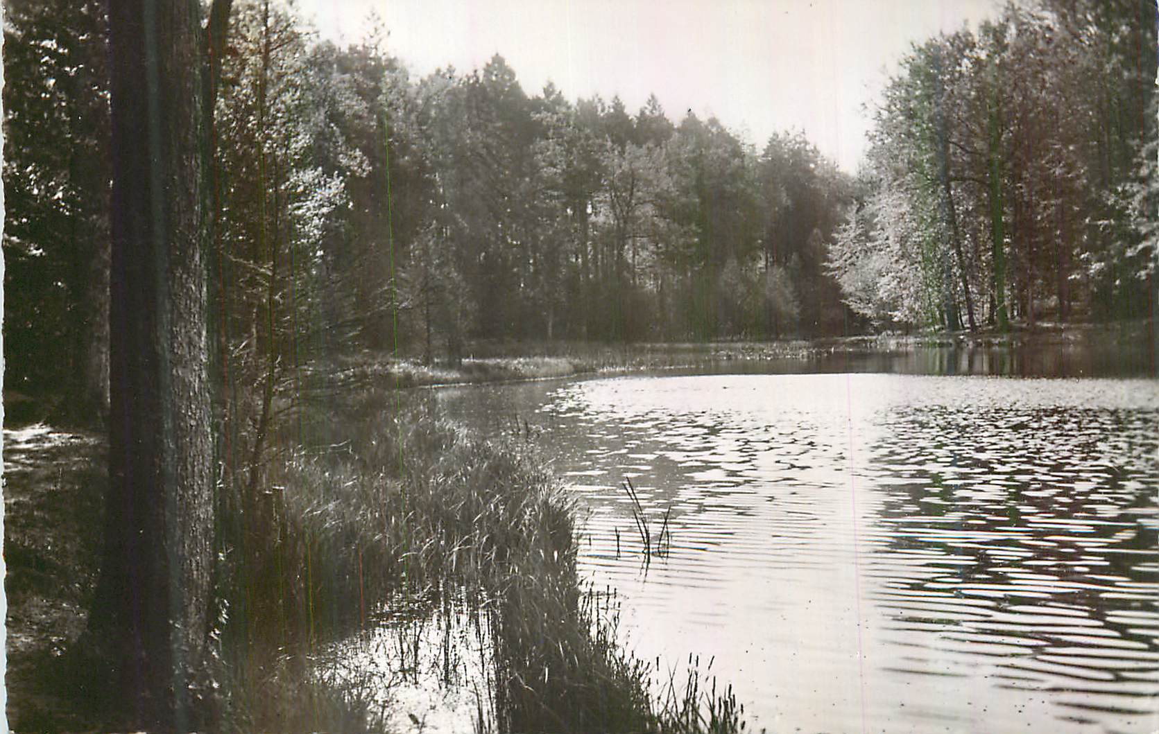 Lac entouré de forêt — vue hivernale — éditeur non identifiable