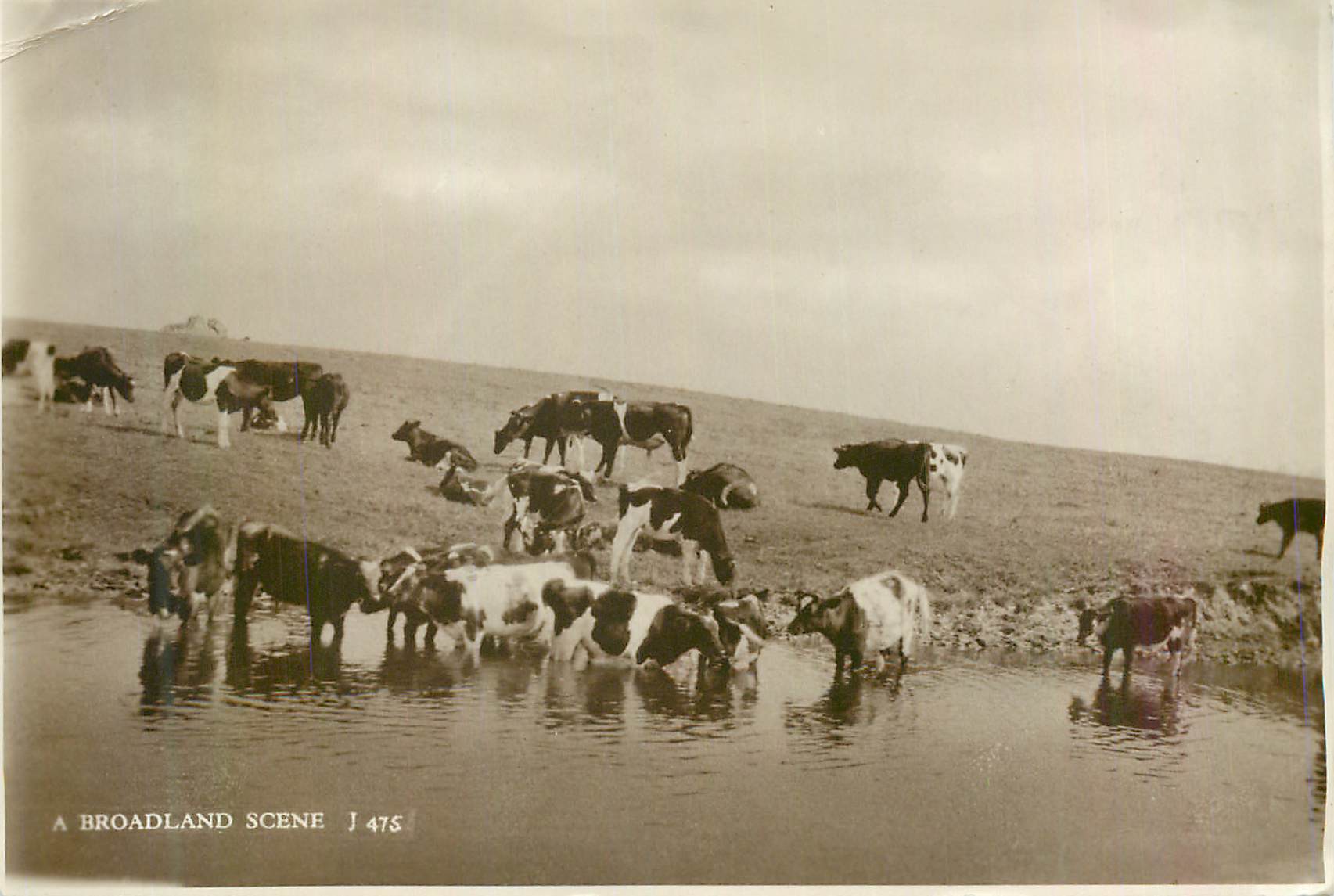 CPM Broadland Scene Vaches