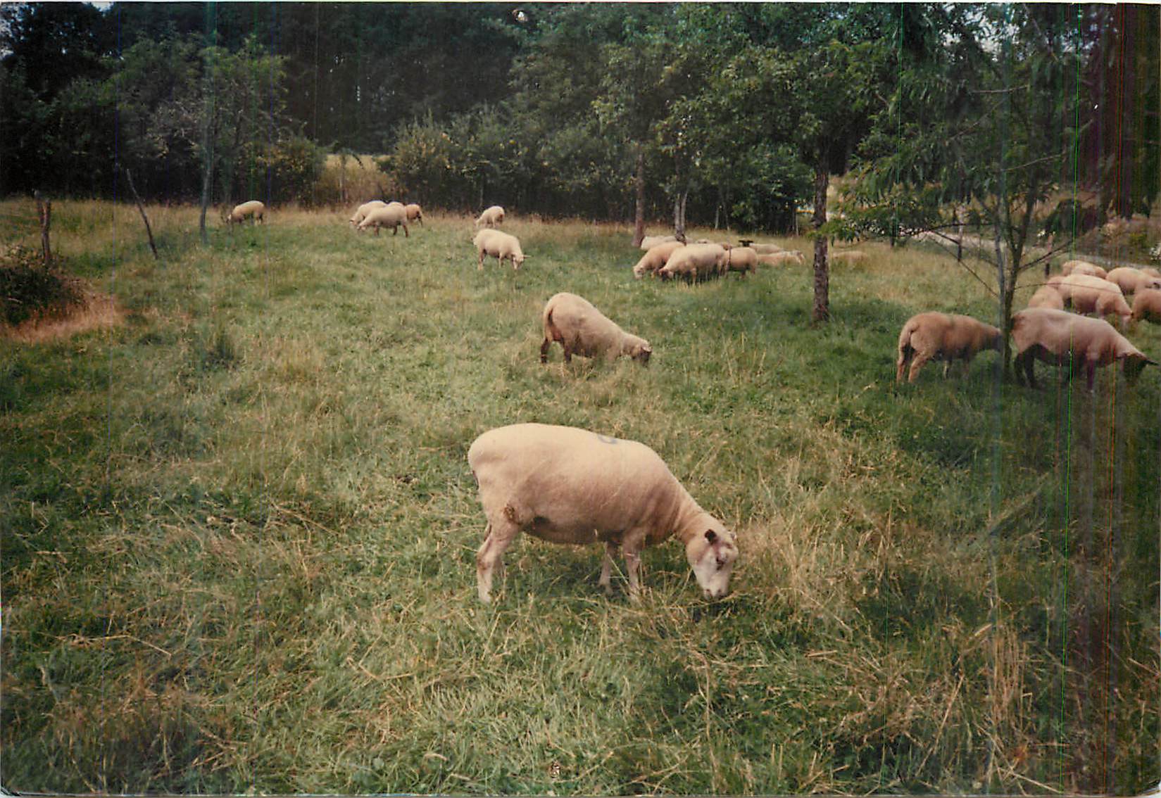 CPM Moutons