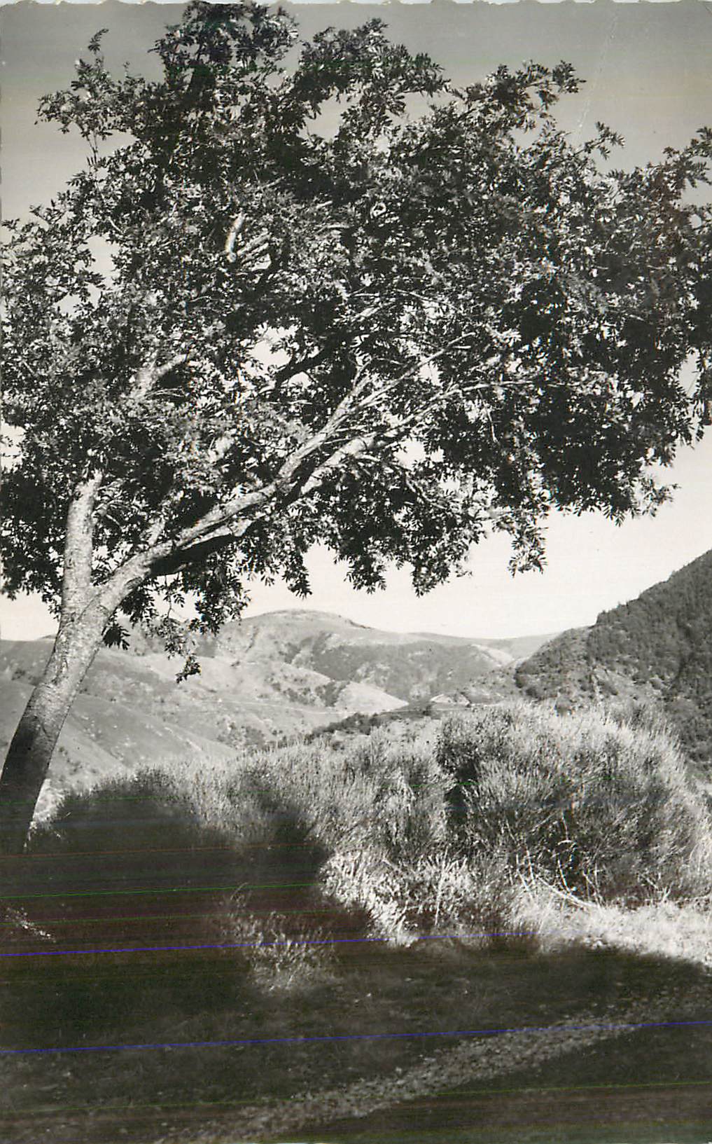 Arbre solitaire dans un paysage montagneux — éditeur non identifiable
