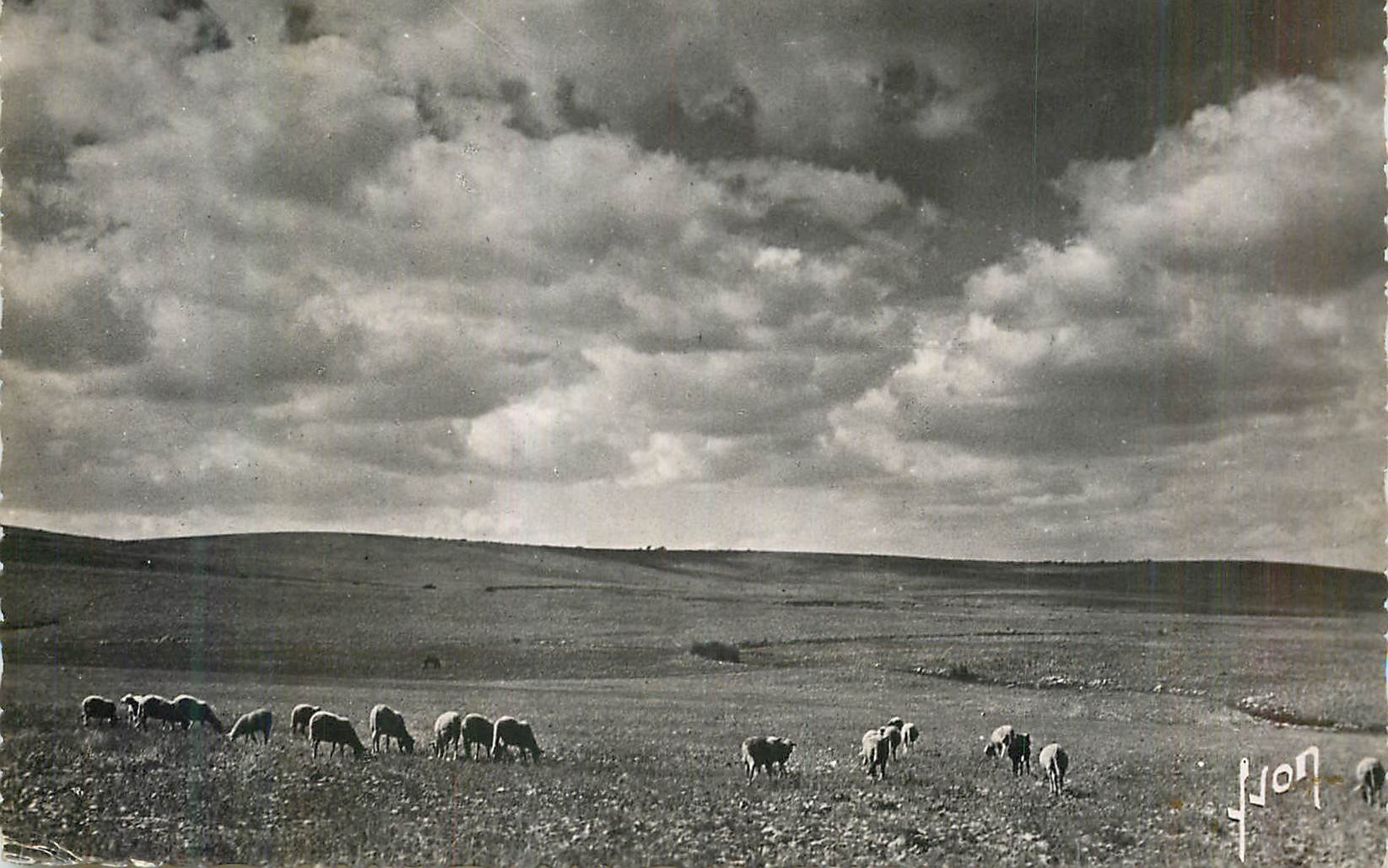 CPM Les Gorges du Tarn Le Causse Mejean Moutons
