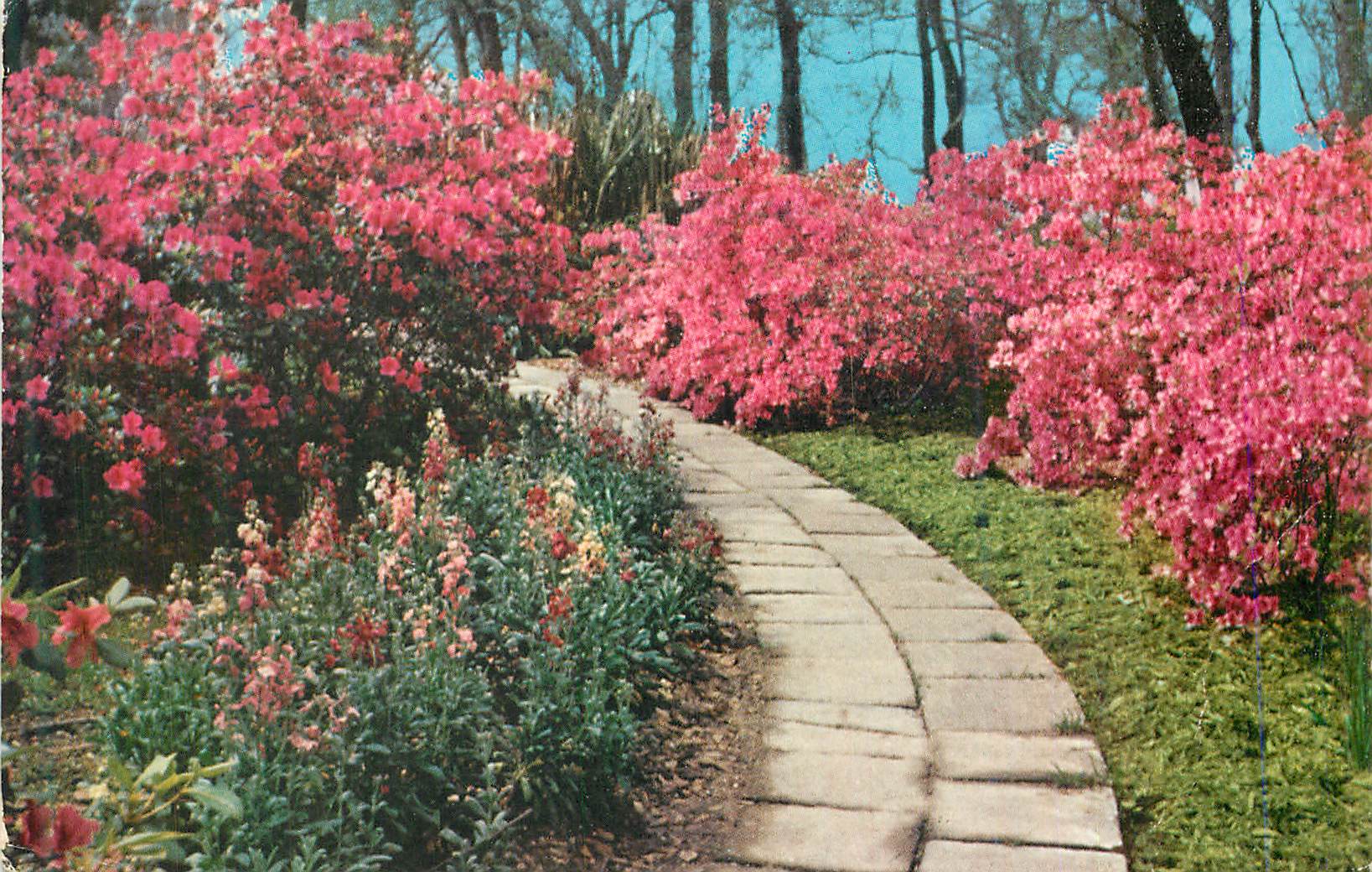 CPM Rip Van Winkle Gardens Jefferson Island La