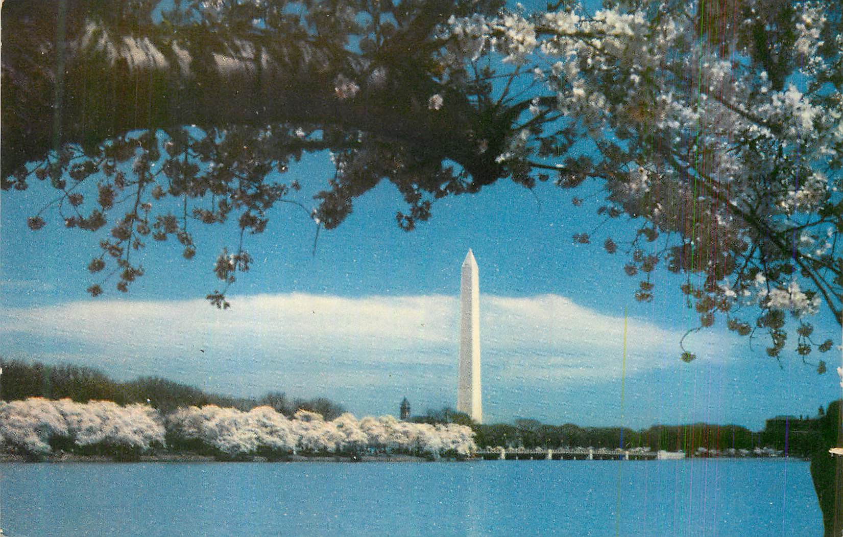 CPM The Washington Monument As seen from across the Tidal Basin during the blooming of the cherry trees 