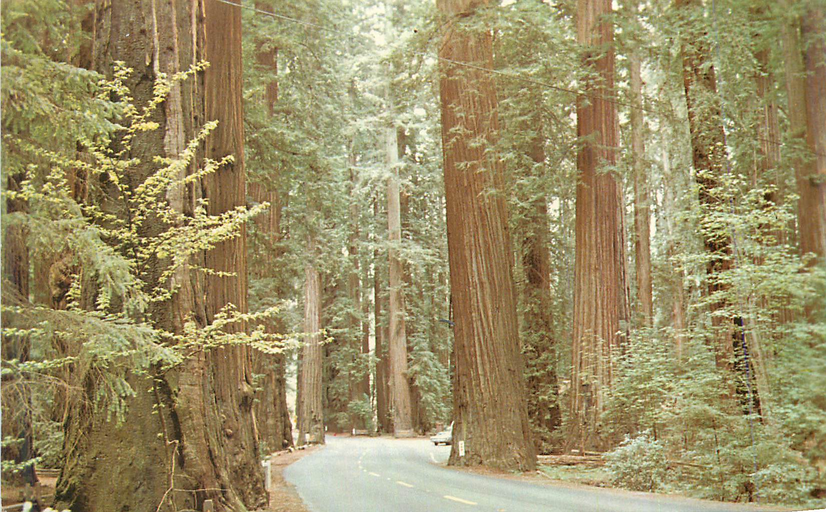 CPM Among the redwoods of California 