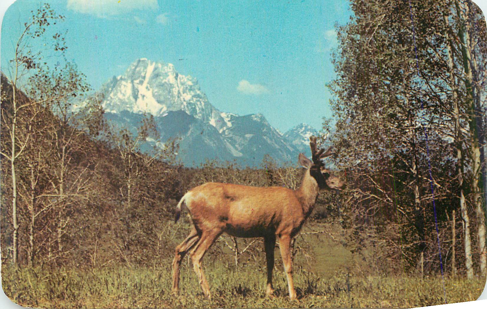 CPM Wild dear in setting of mountains and aspens 