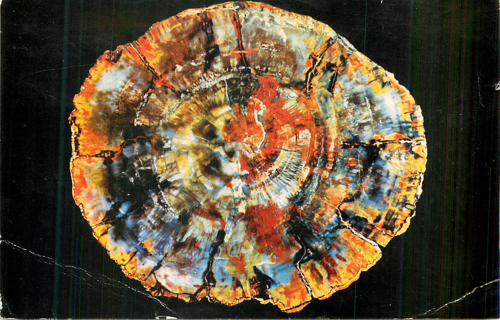 CPM Petrified Log Petrified Forest National Monument Arizona 