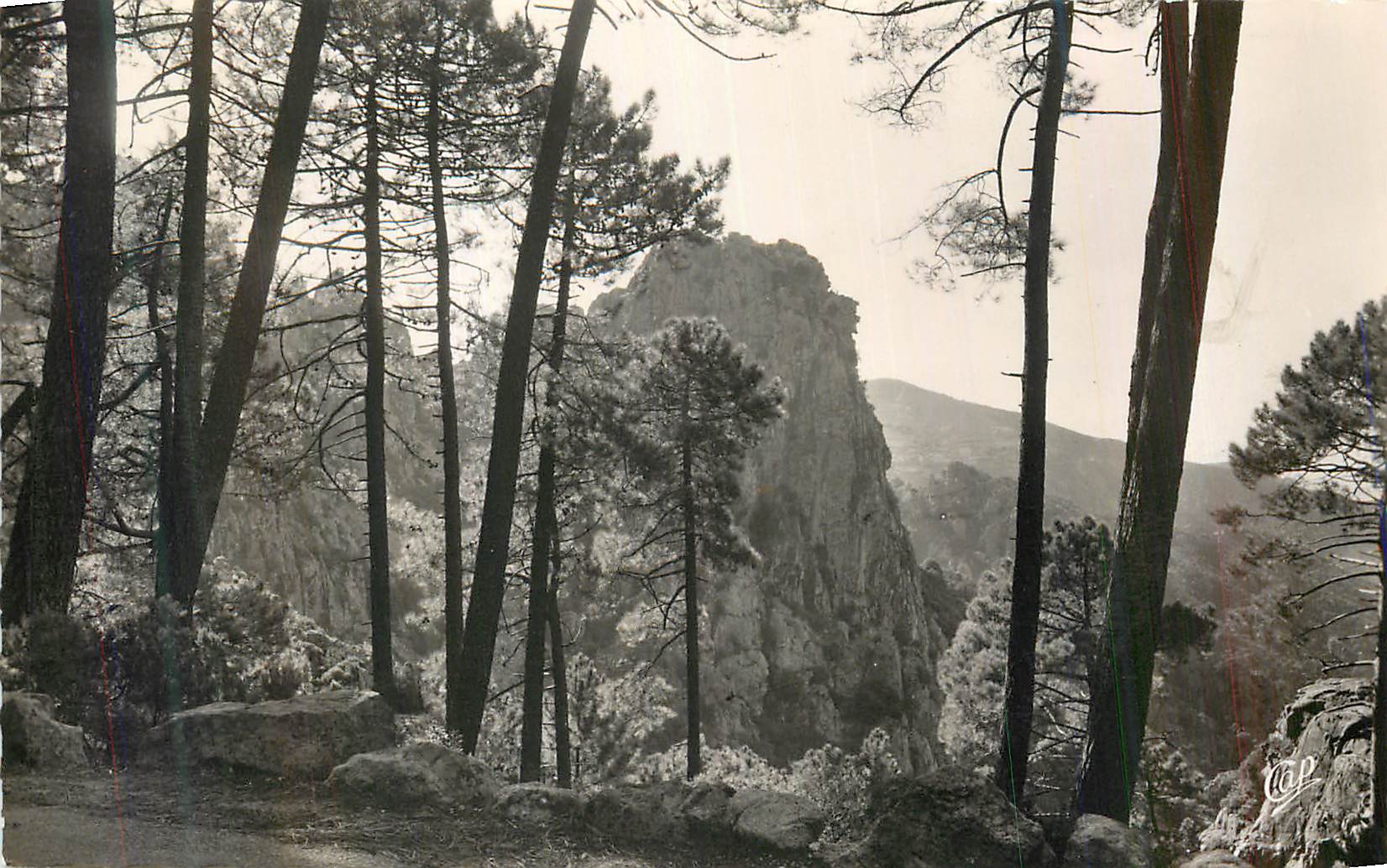 Paysage de pins et rochers — éditeur VCP, n° 107 - Recto