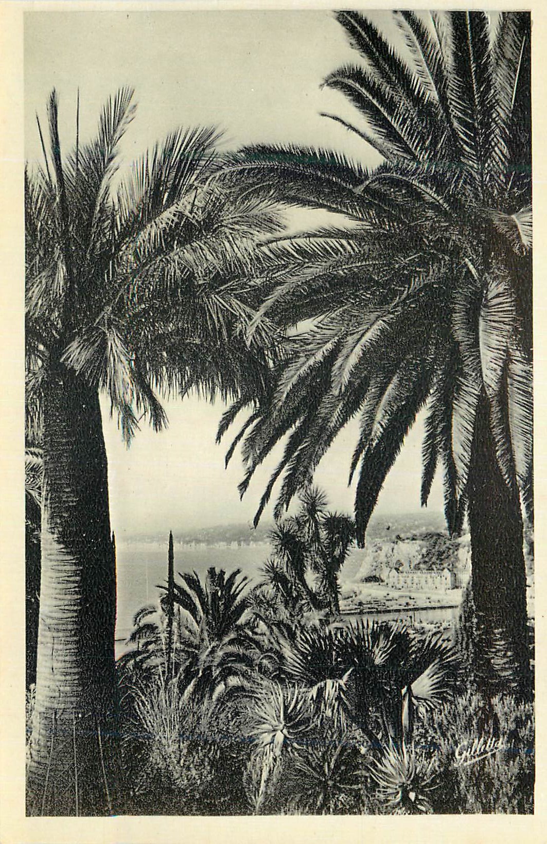 CPM Nice Vue entre les Palmiers 
