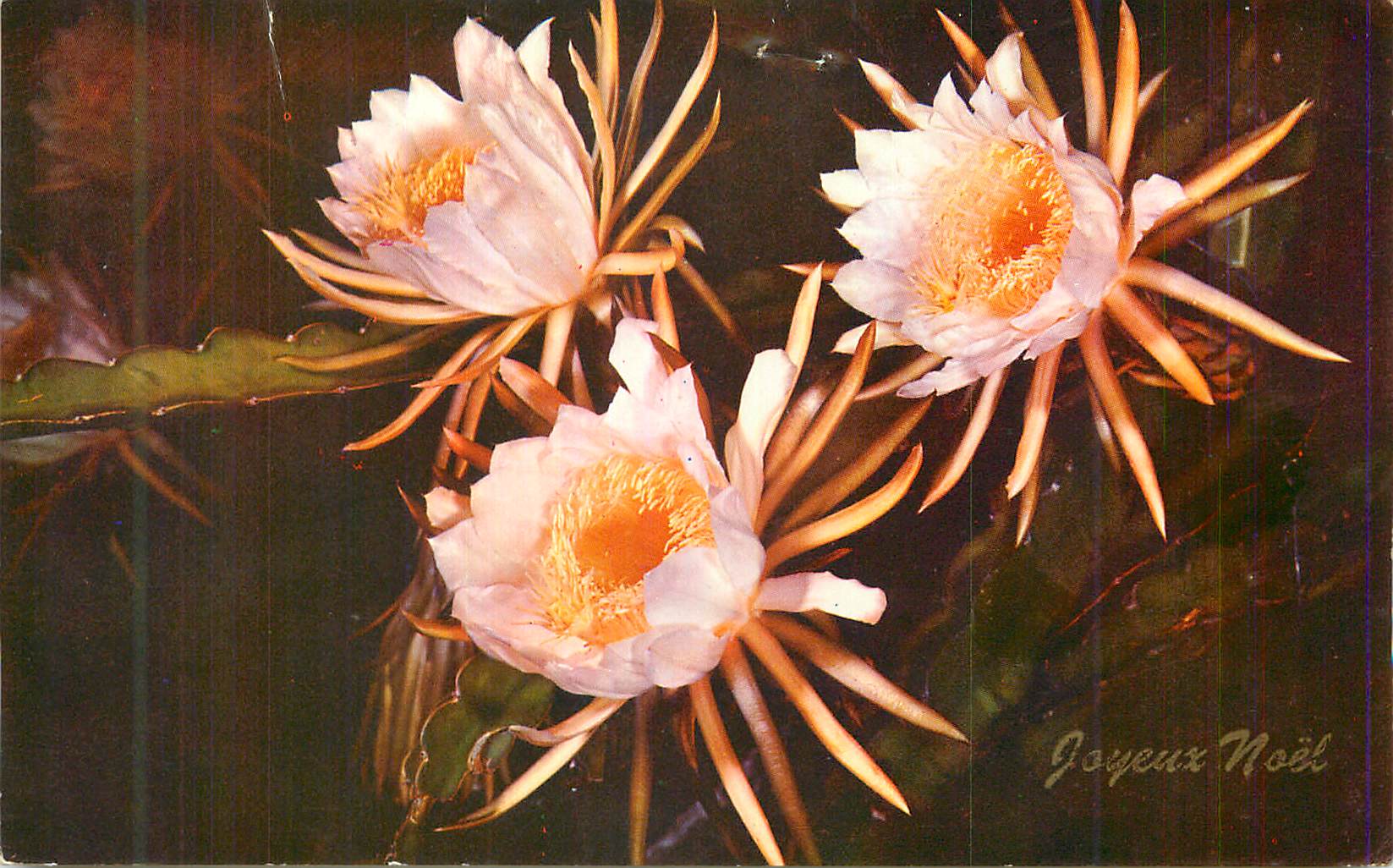 CPM Night blooming cereus. Its big flowers very sweet smelling bloom only at night 