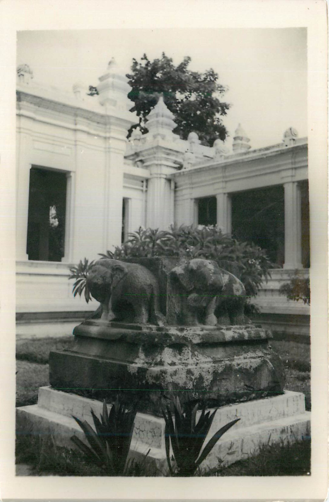CARTE PHOTO Tourane 1951 Elephant