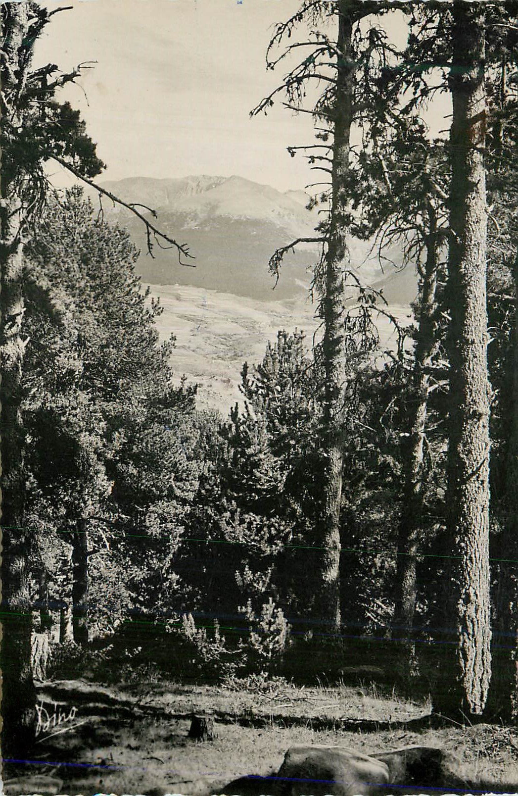 CPM Foret