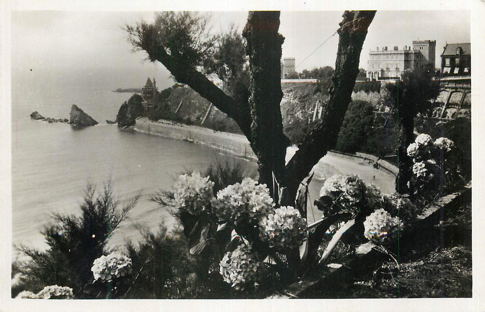 CPM Biarritz Falaises de la Cote des Basques 