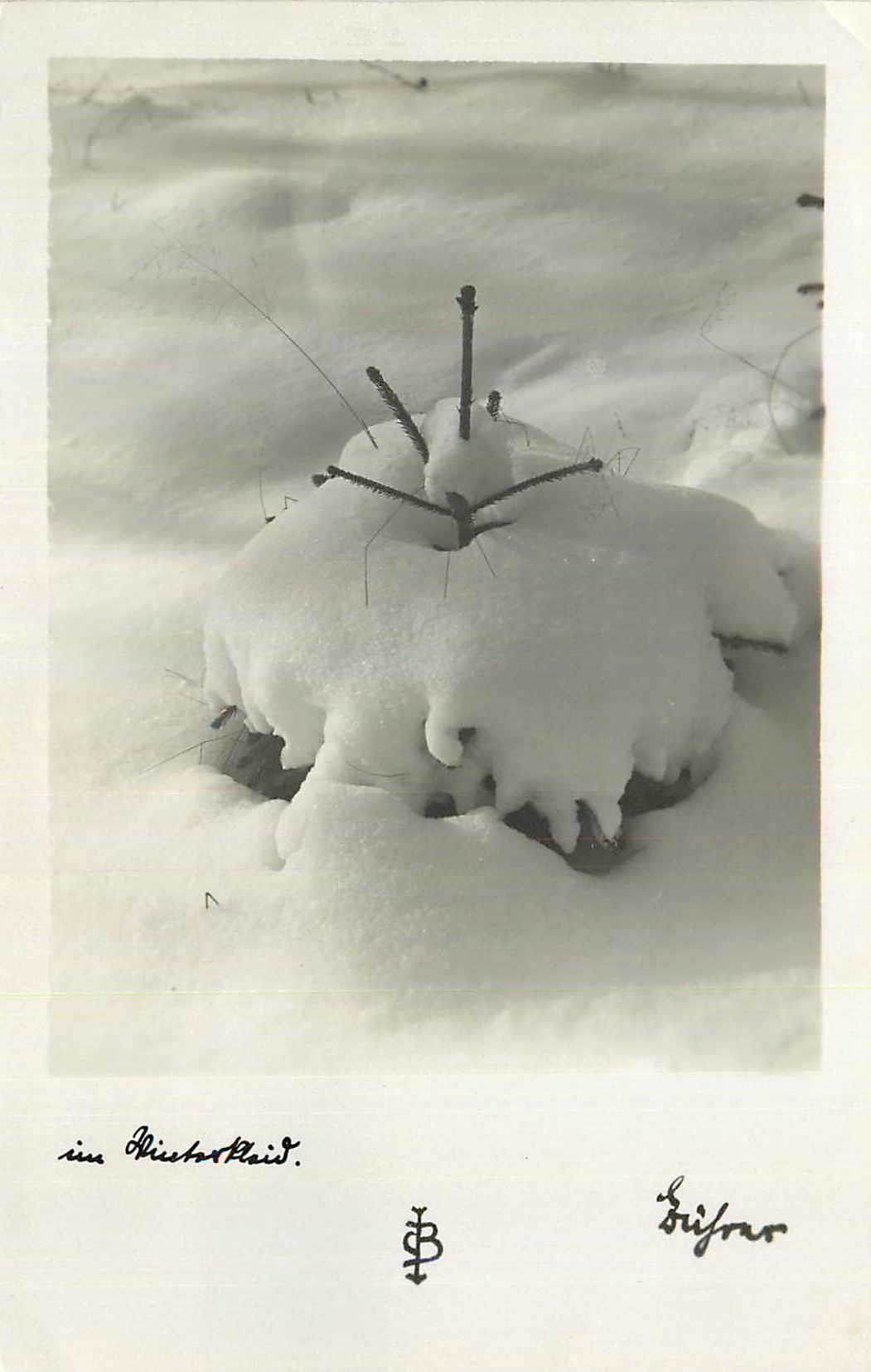 CPM Pin dans la neige
