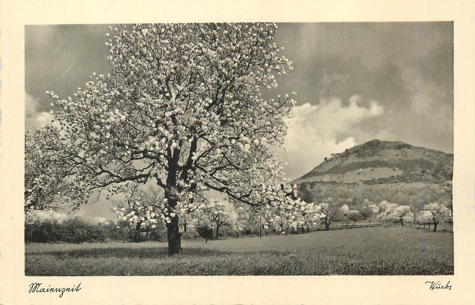 CPM Arbre Mannznis