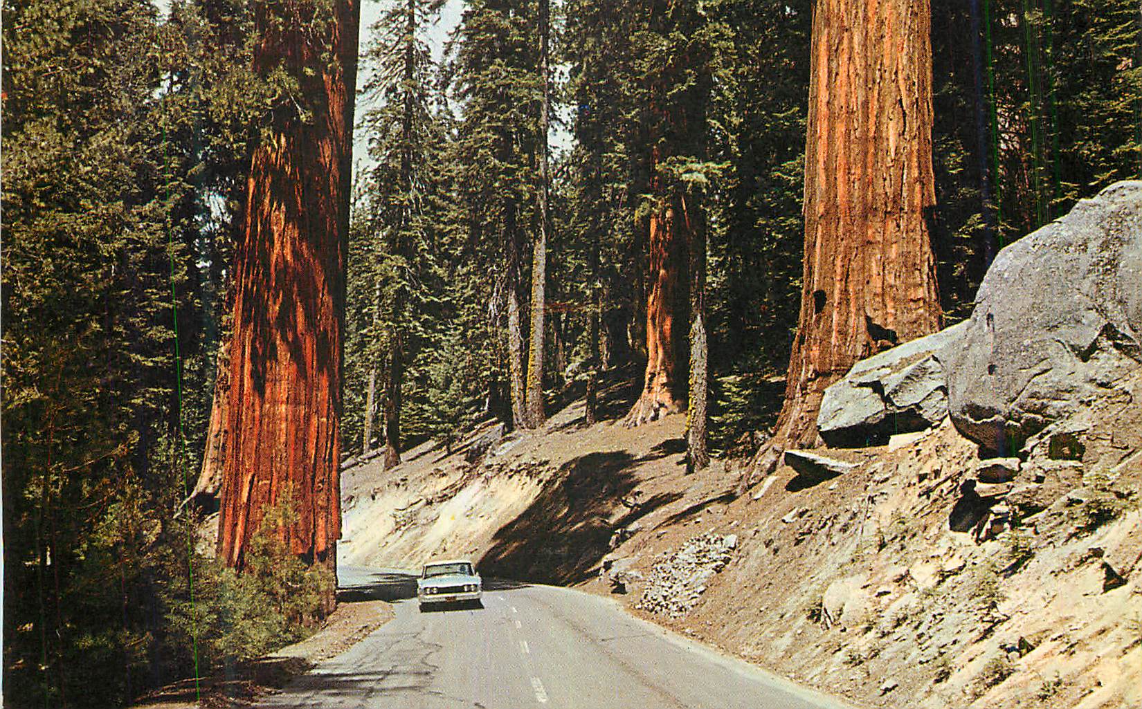 CPM Highway through the Redwood Trees Never to be forgotten 