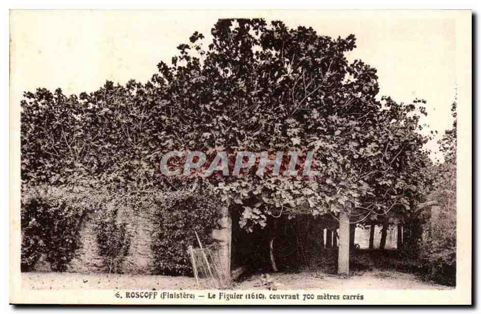 Roscoff CPA Le figuier (1610) coivrant 700 metres carres