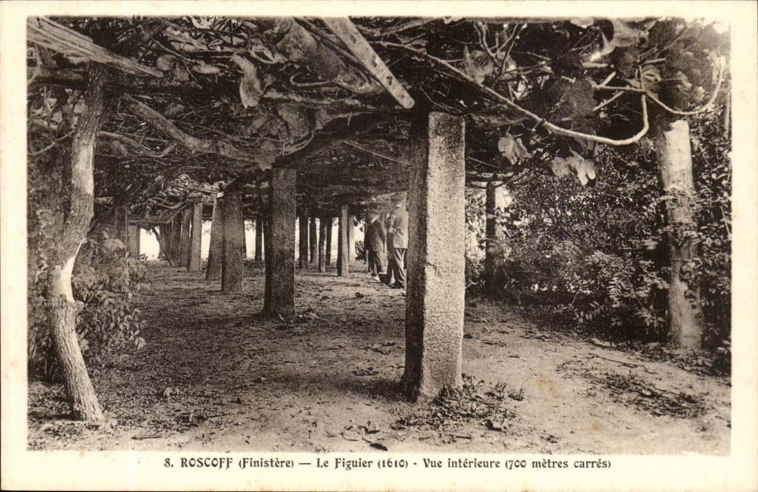 Roscoff CPA le figuier Vue interieure (700 metres carres)