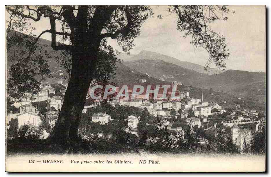 Grasse CPA Vue prise entre les oliviers