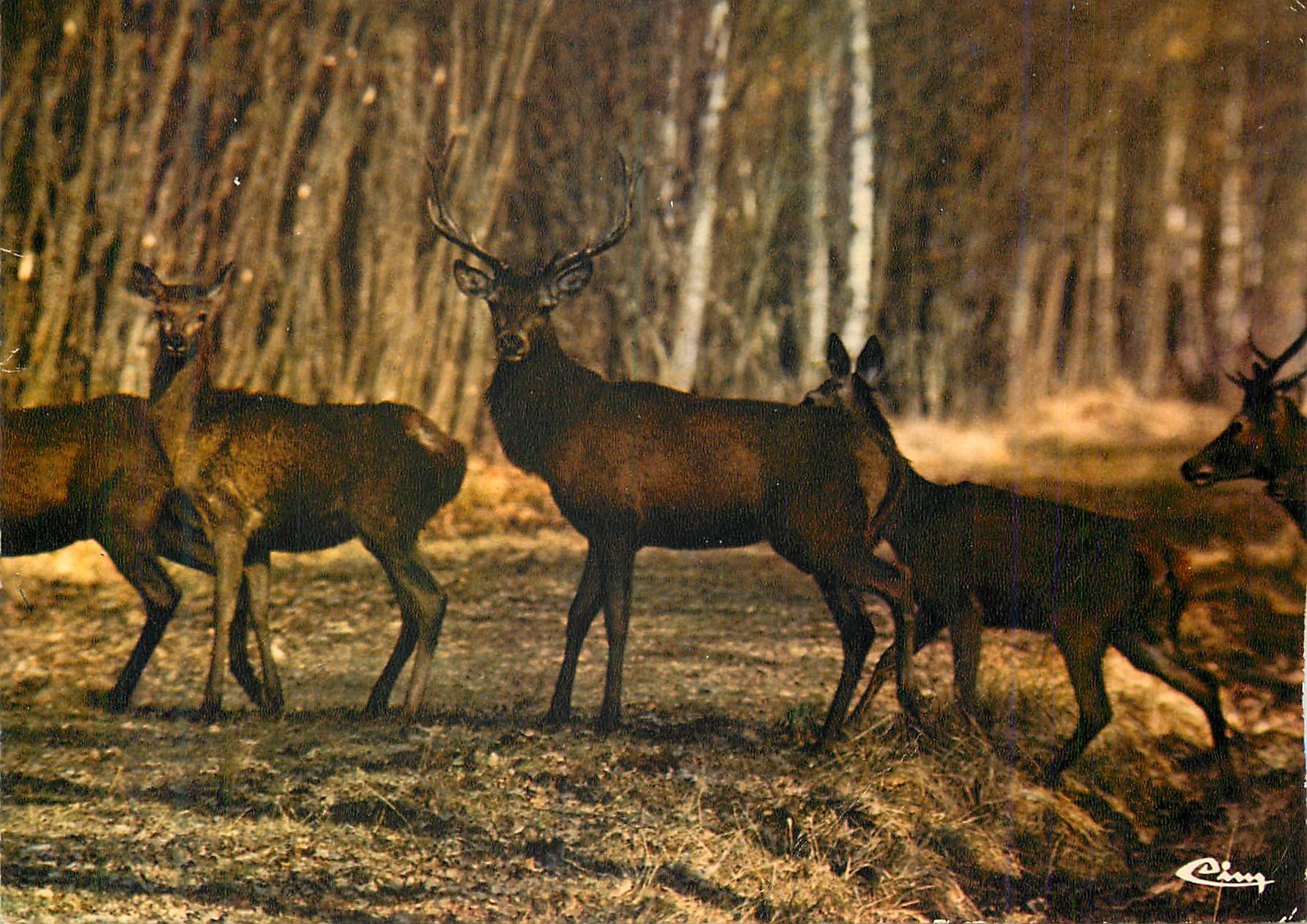 CPM Chasse a courre harde de biches accompagnees d un cerf (3mm tete) en foret