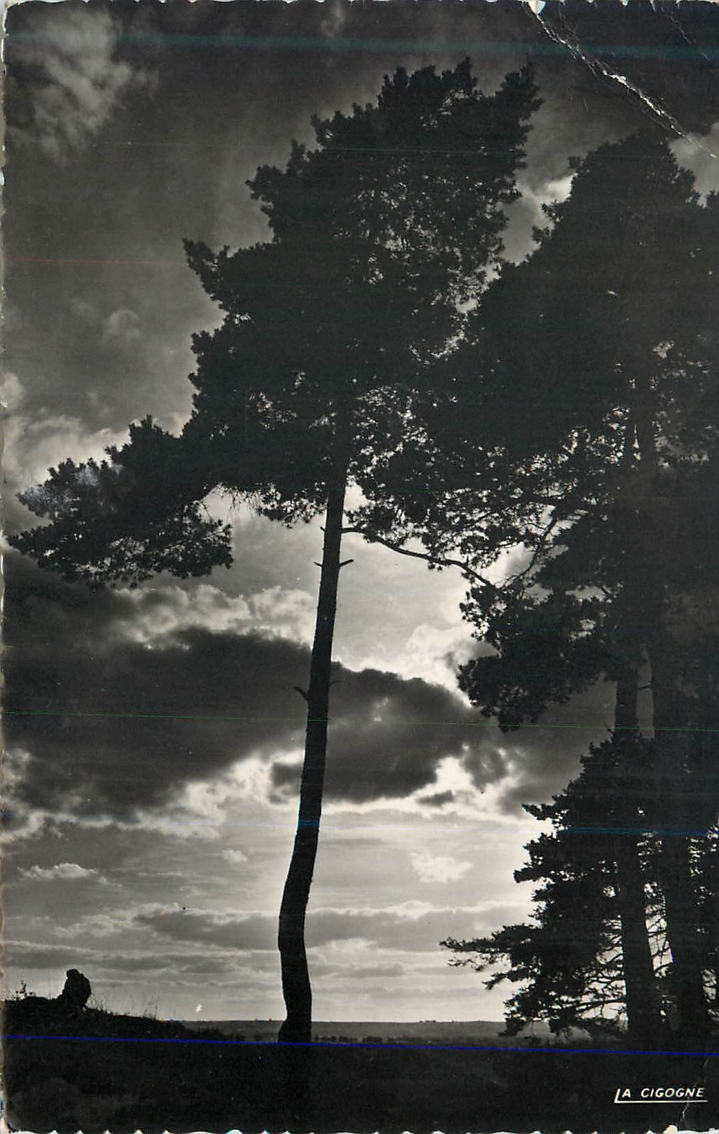 Paysage de pins — ciel nuageux — JA CIGOGNE
