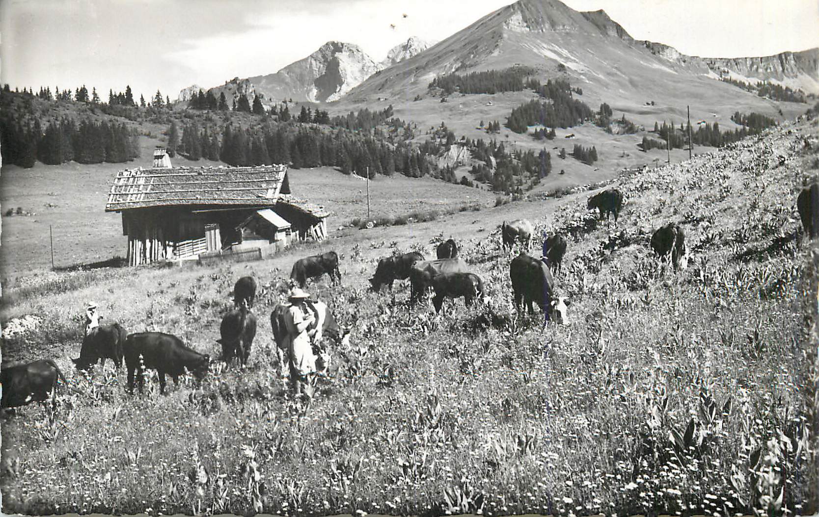 Paysage alpin avec berger et troupeau — éditeur non identifiable