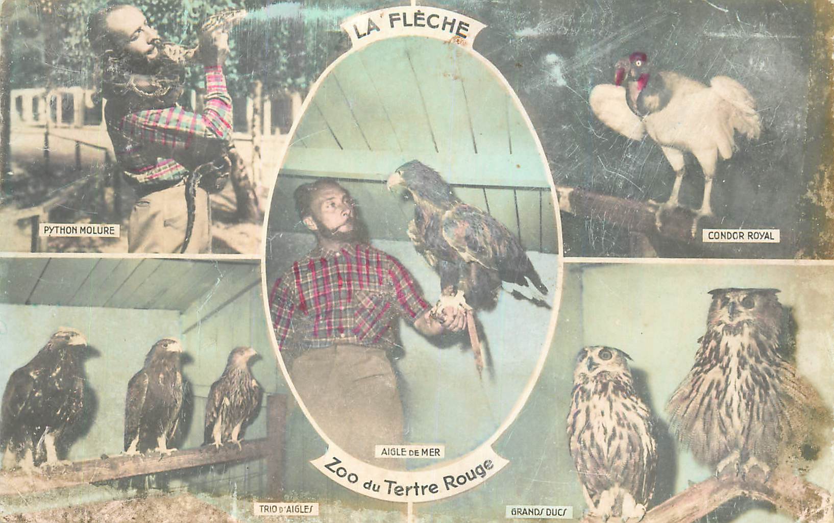 CPM La fleche zoo du tertre rouge Python mollure Condor royal Aigles Grands Ducs Rapaces