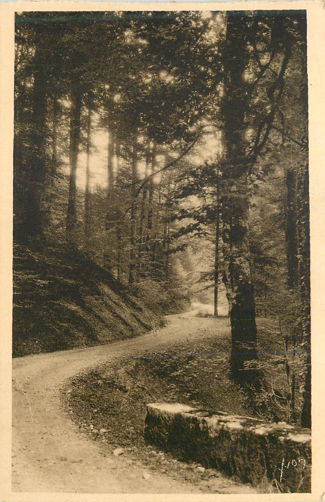 Route forestière — Forêt dense — J.107