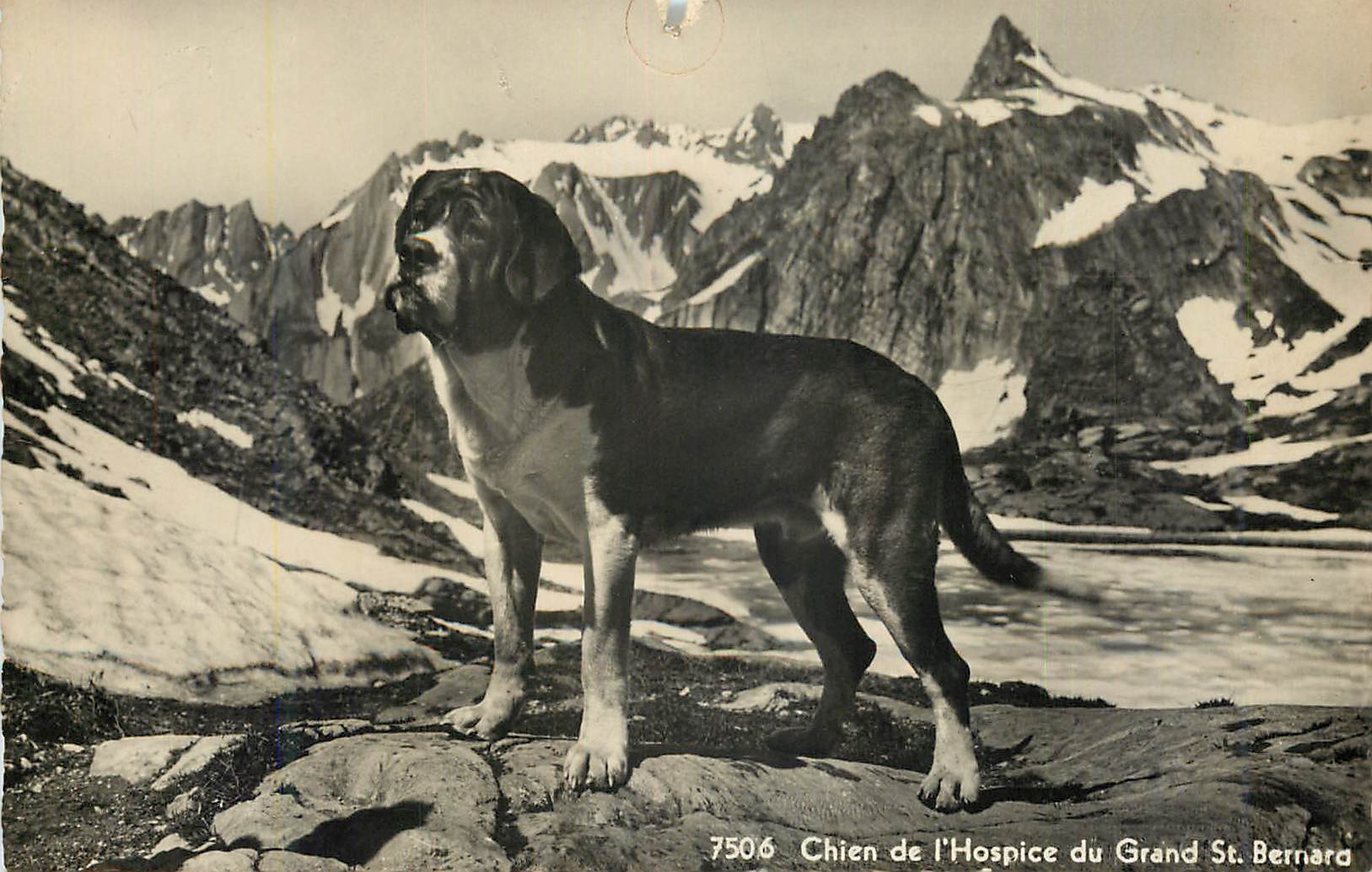 CPM Chien de l Hospice du Grand St Bernard