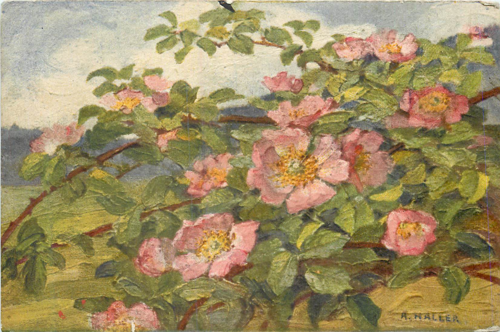 CPA Fleurs