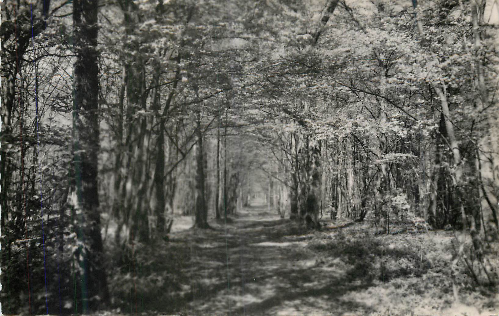 Allée forestière en fleurs — vue panoramique — éditeur non identifié