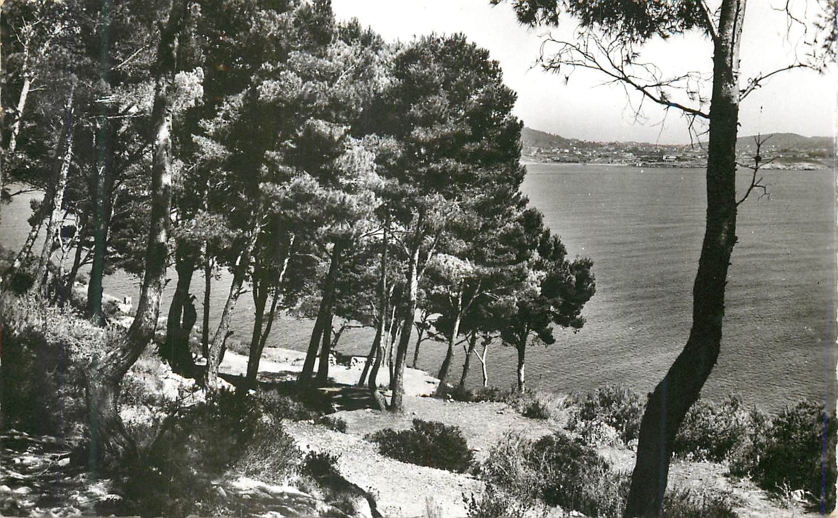 CPM Sanary Sur Mer Le Bord de mer et les pinedes