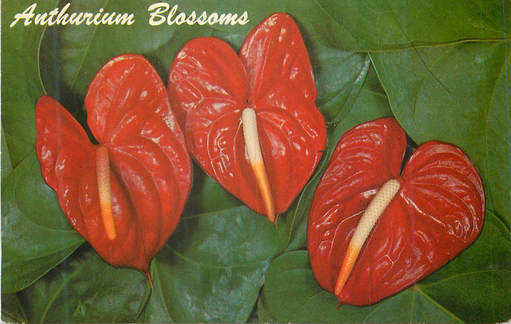 CPM Anthurium Blossoms One of Hawaii s most exotic flower