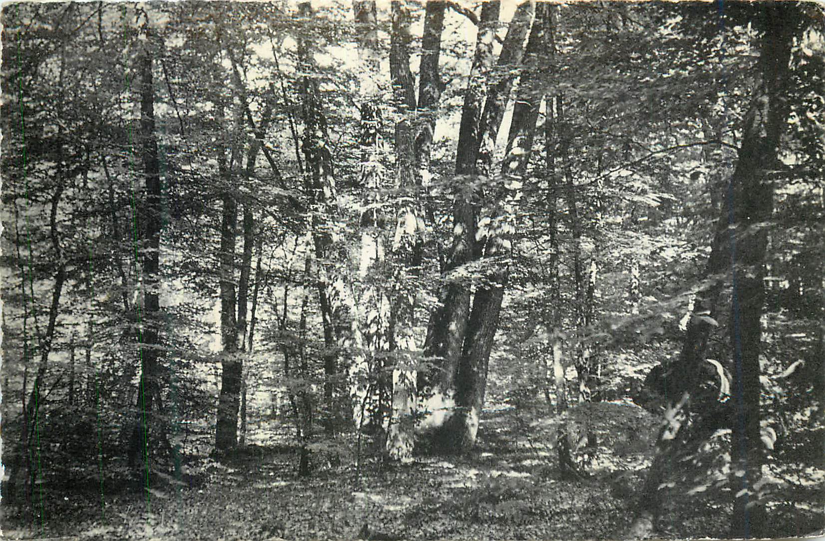 Bosque denso — vista natural — editor y número de serie ilegibles