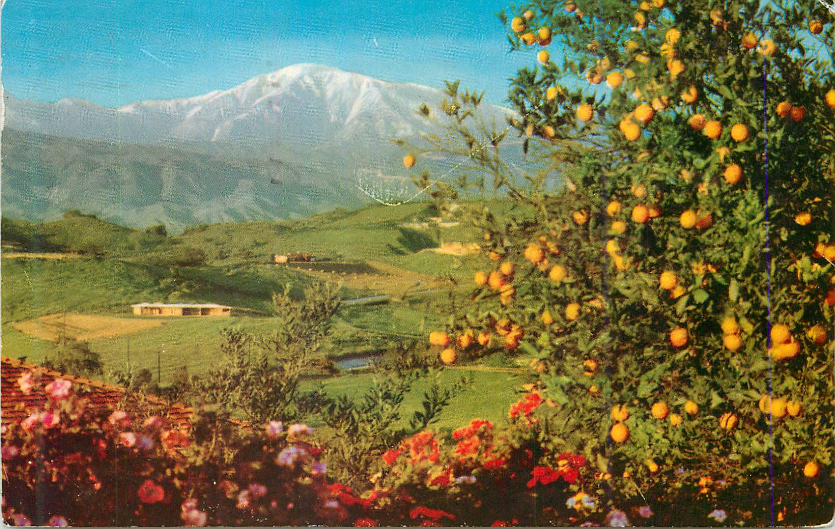 CPM Winter in Southern California Brilliant flowers orange trees and snow capped mountains are a winter trademark in thi