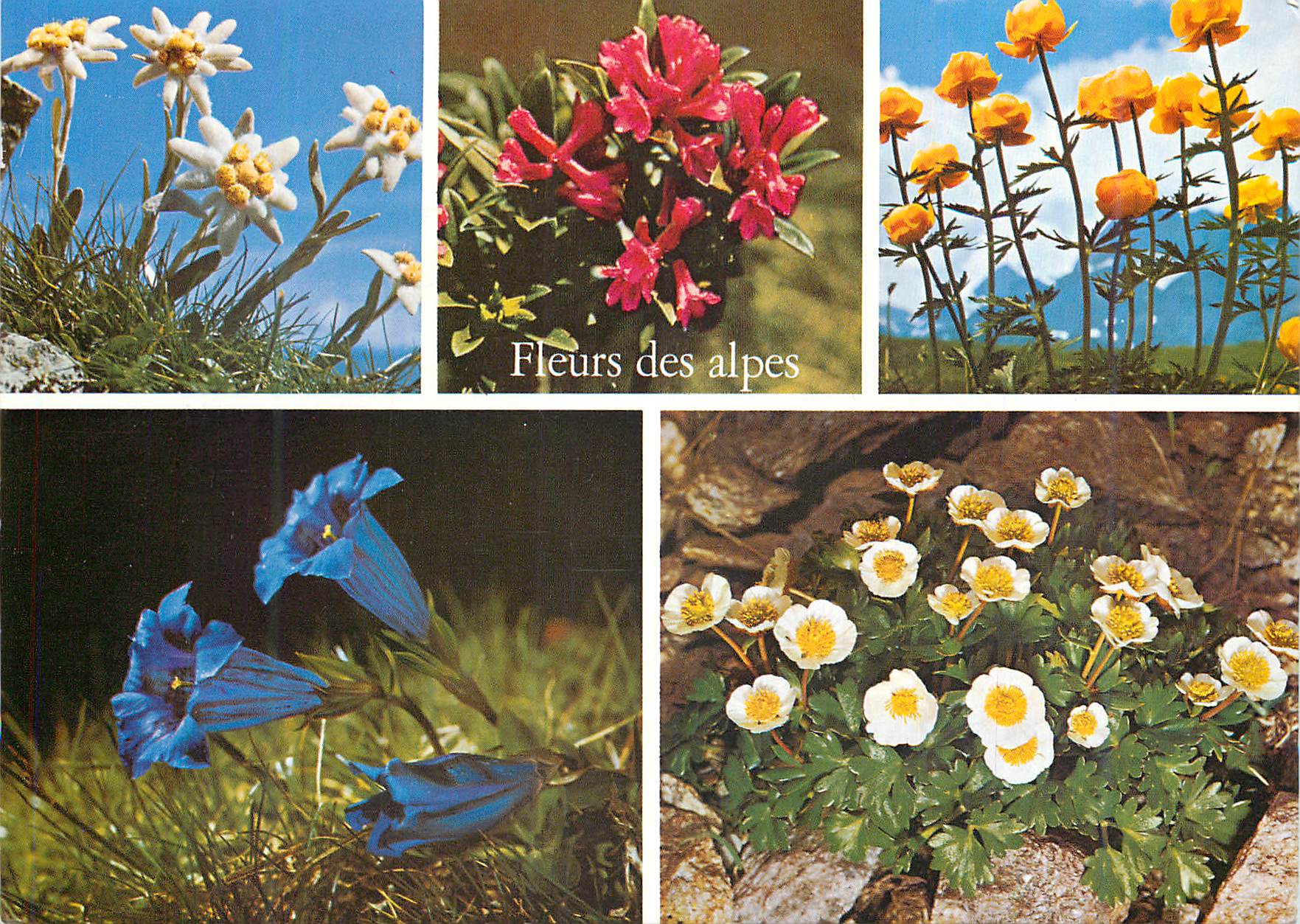 CPM Fleurs des Alpes