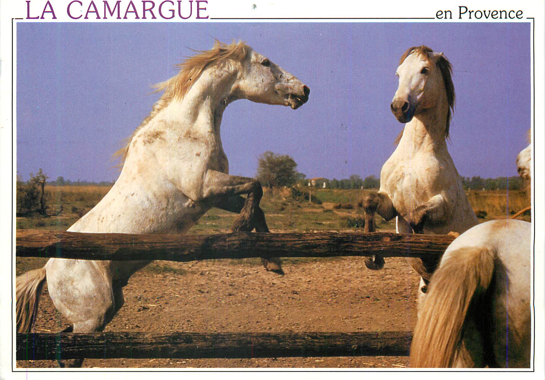 CPM La Camargue en Provence Images de Provence La Camargue Chevaux dans une manade