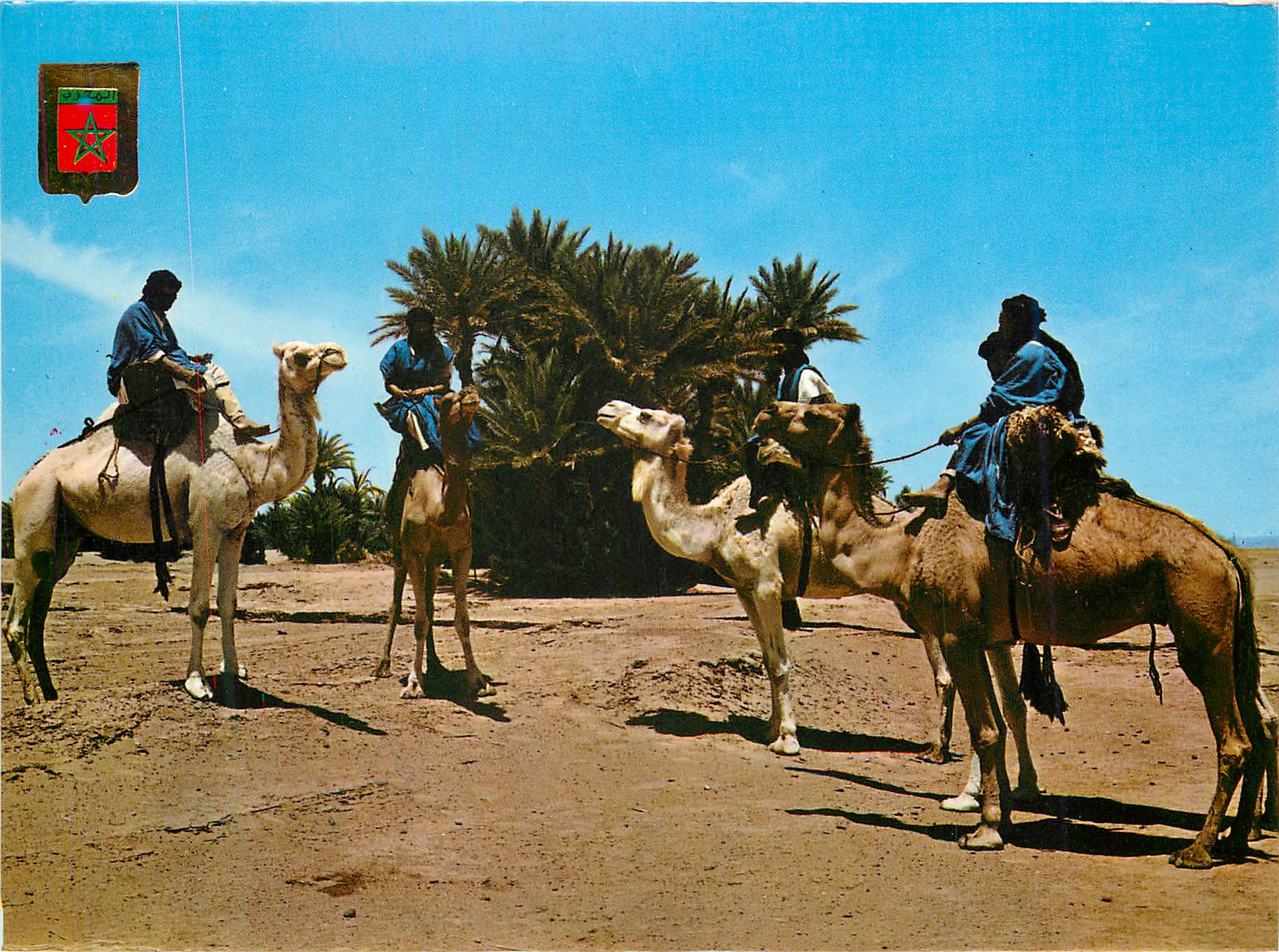 CPM Marruecos Tipico Typical Morocco Meharistes Camel Train of the Hamid