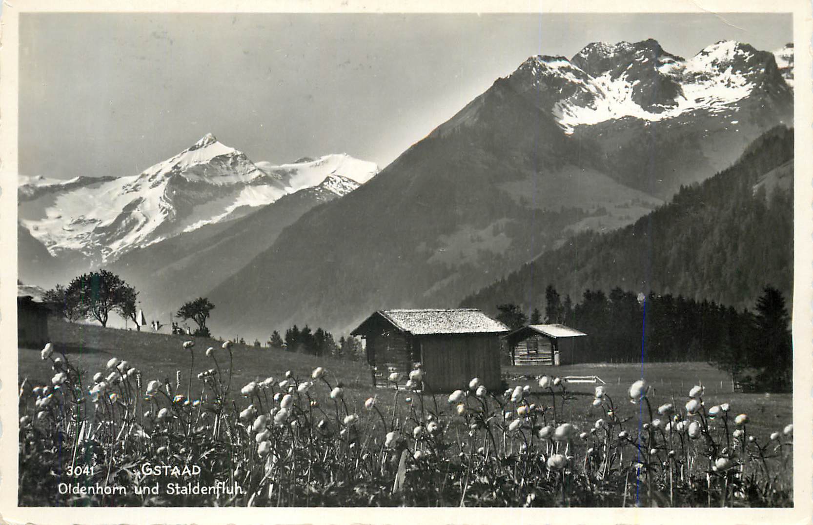 CPM Gstaad Oldenhorn und Staldenfluh