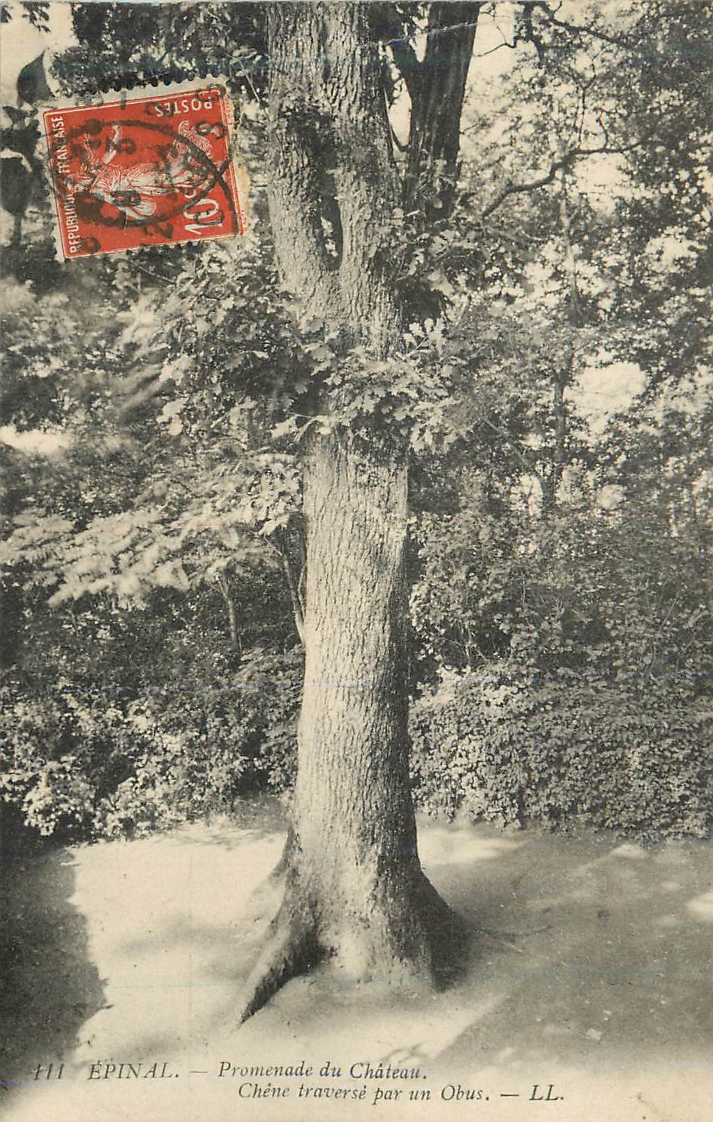 Épinal — Promenade du Château. Chêne traversé par un Obus. — LL.
