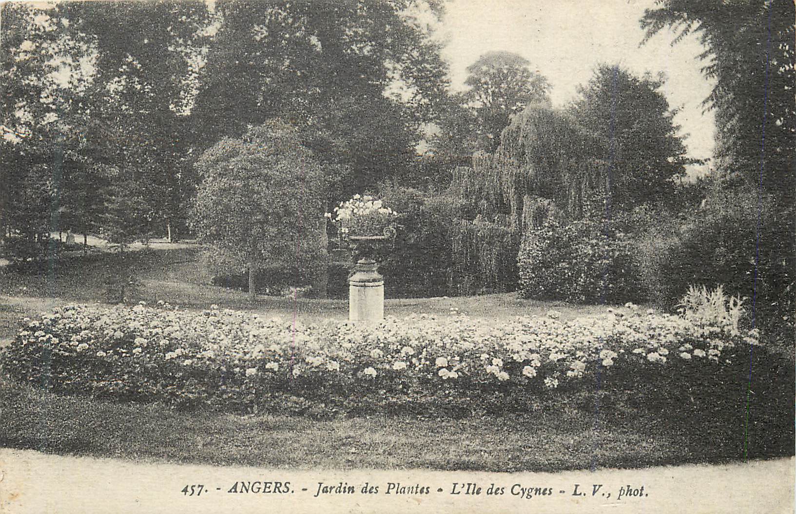 CPA Angers Jardin des Plantes L'Ile des Cygnes