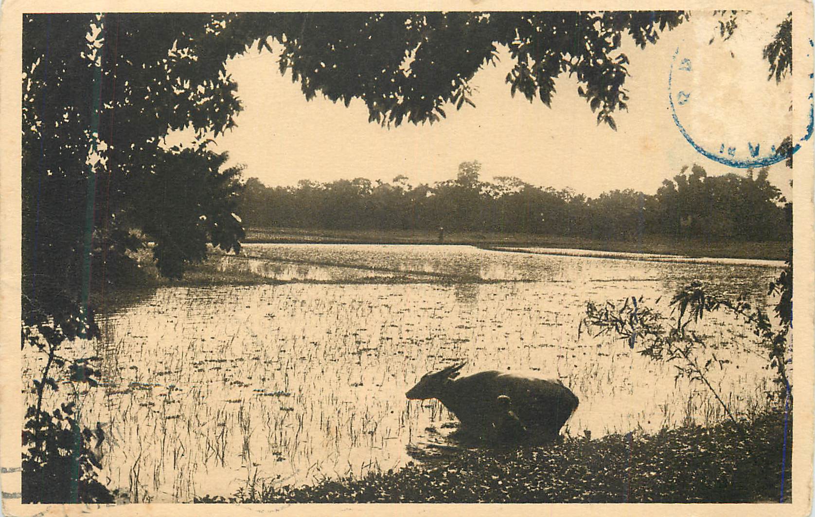 CPA Sur la Riziere Un buffle Indochine