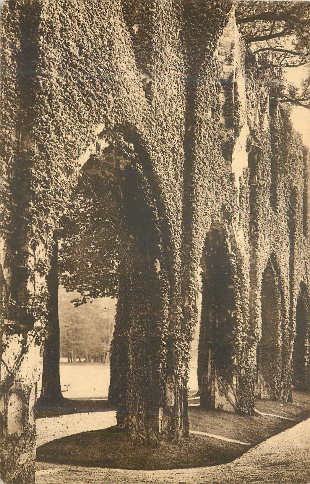 Allée d'arbres lierres — Château de la Muette — Paris