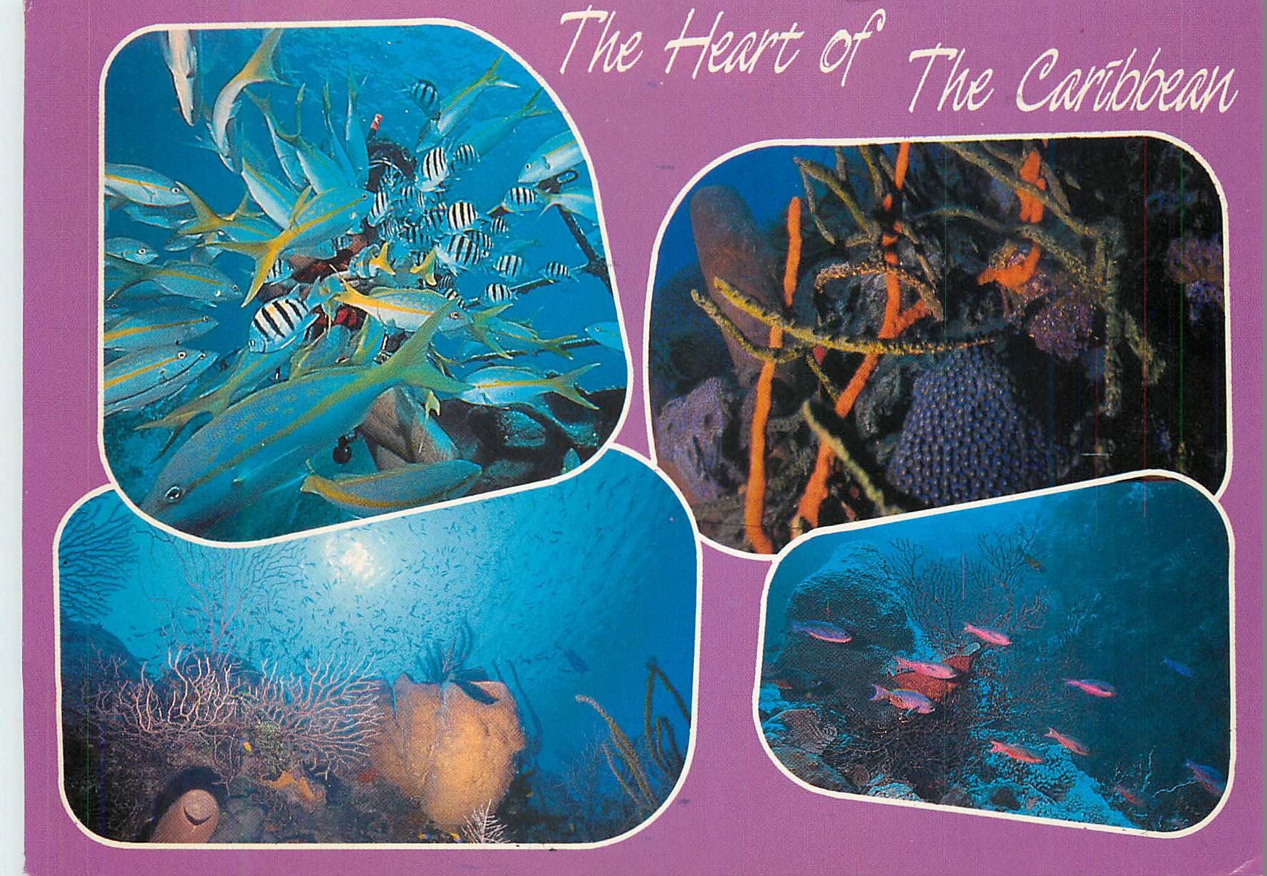CPM The Heart of the Caribbean